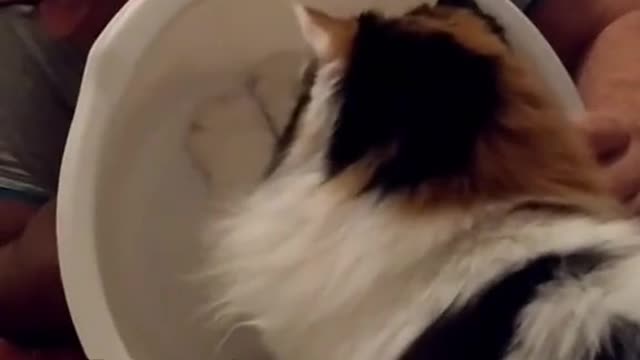 The cat is boxing with a basin!