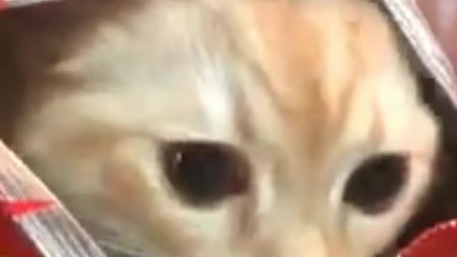 Cute baby cat 😍😍😍