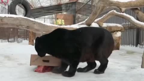 Black leopard in a good mood)