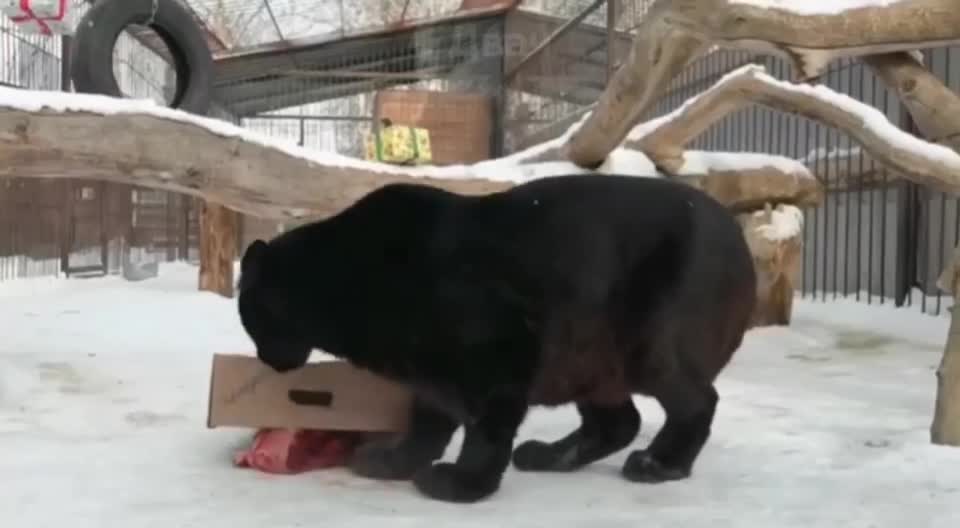 Black leopard in a good mood)