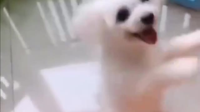 Funny & cute dog rocking disco