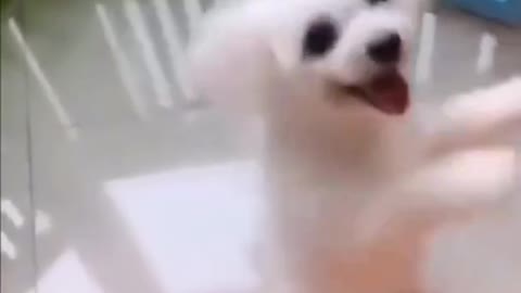 Funny & cute dog rocking disco