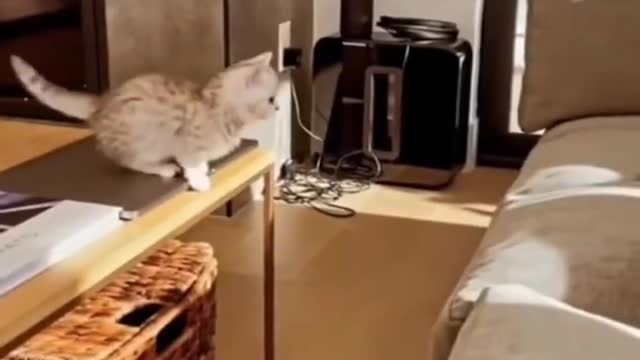 Cute kittens 🐱🖤