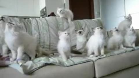 Funny kittens playing on the sofa