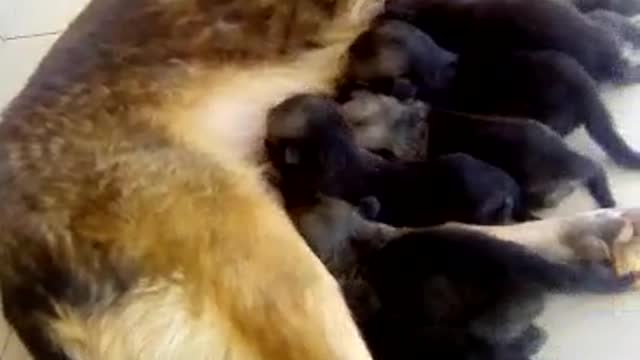 10 puppies breastfeeding with a heavy fight