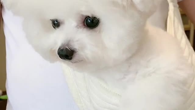 The animal that understands the meaning of "human" best in nature.