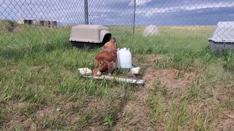 Faverolles chicks and mama 5