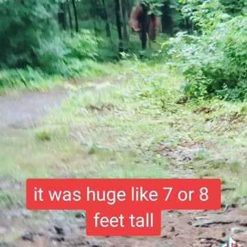 Dogman / Bigfoot ?