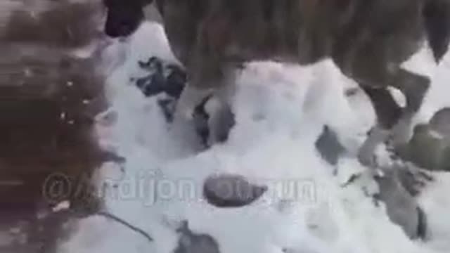 Animals freeze in the cold while walking.