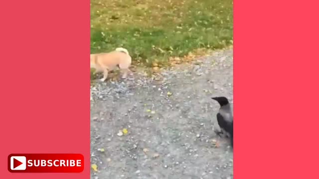 Dog and Cat Funny videos | Try Not to Laugh 2021