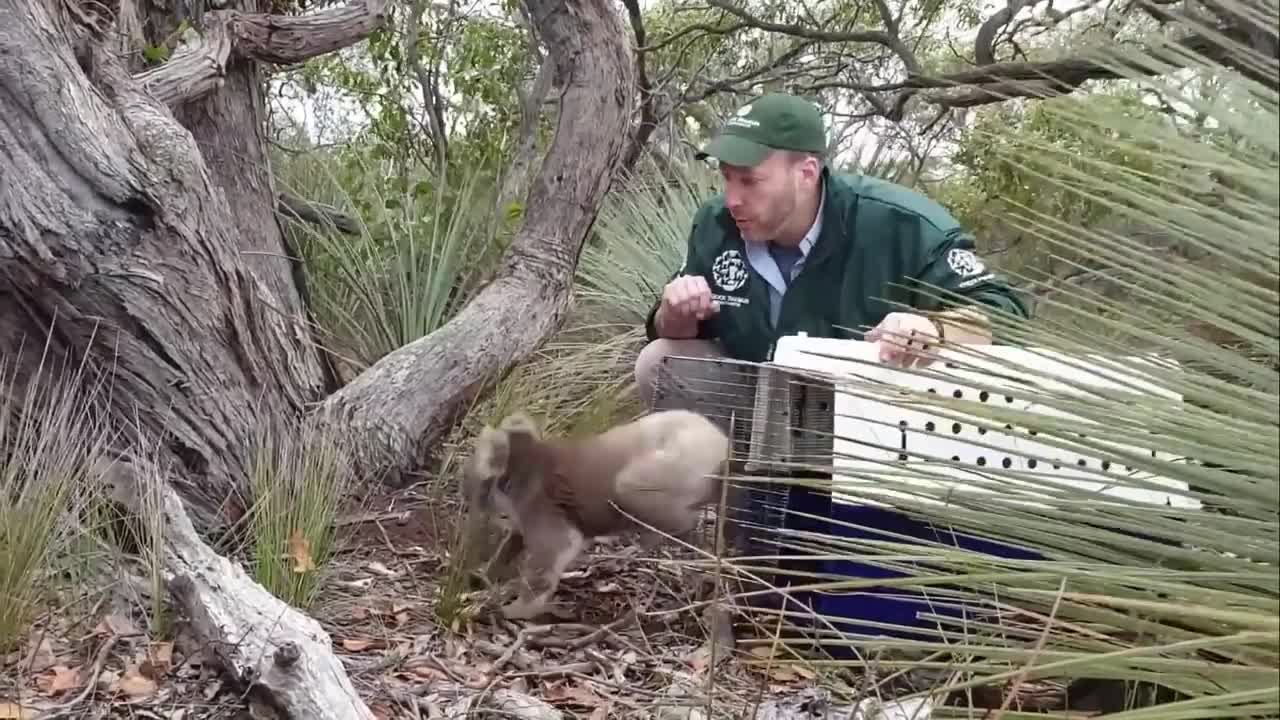 Animals Being FREED For The First Time!
