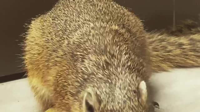 Squirrel enjoying a juicy bug for dinner