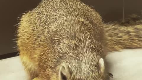 Squirrel enjoying a juicy bug for dinner