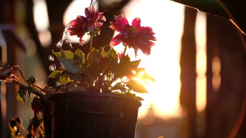 sun set with flowers