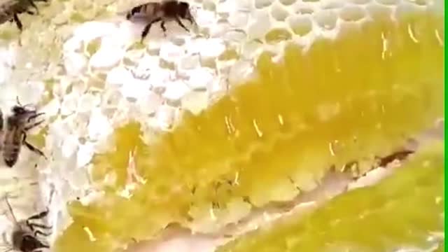 The greatest crystallization of bees