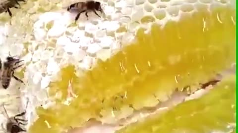 The greatest crystallization of bees