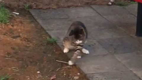 Cute cat playing with branches