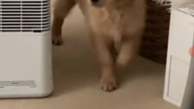 Puppy completely baffled by his mirror reflection