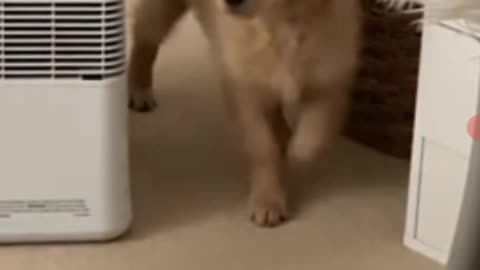 Puppy completely baffled by his mirror reflection