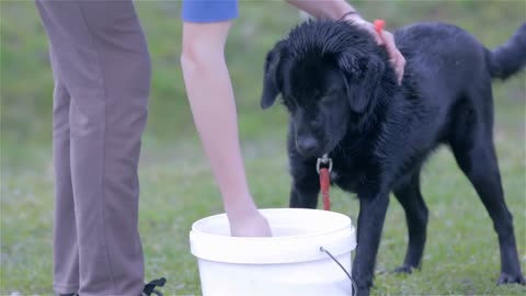 Black Labrador Being Washed Up