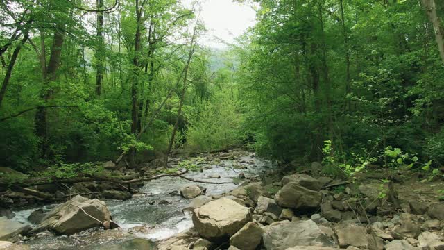 a shallow river flowing through a bed of roses