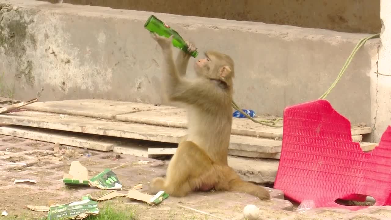 38 Second Monkey Funny Videos New 2021...