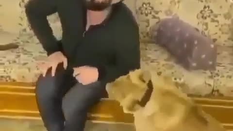 funny man vs lion