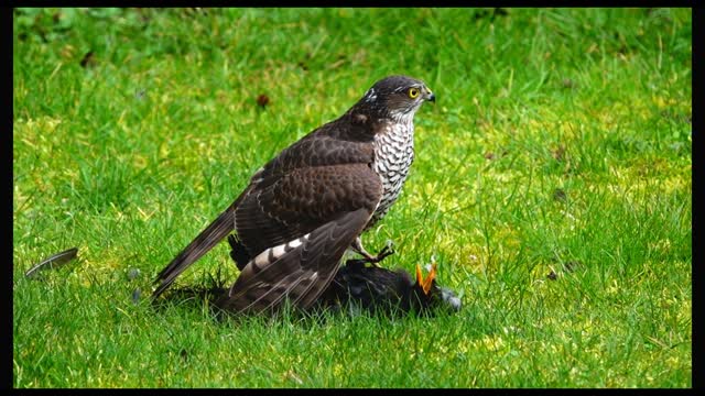 Sparrowhawk Finishing a Blackbird in Slow Motion