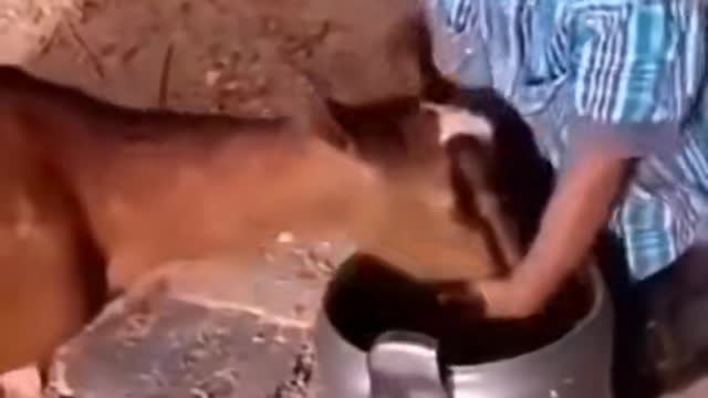 A brave child and the hungry goat