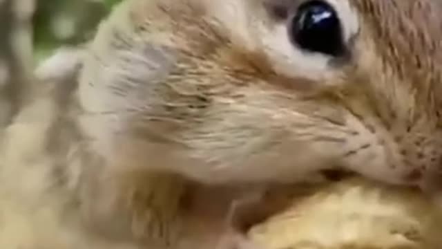 Cute Squirrel Looking For Food And funny Animals Videos Compilation 2021