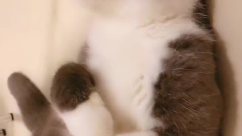 The darling of the cat