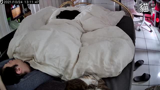 cat reaction to earthquake