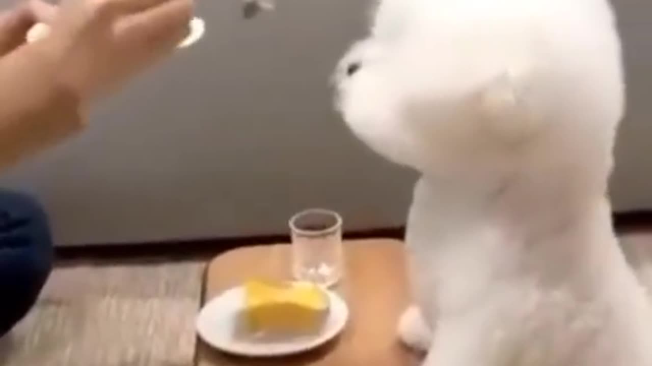 Cute & Sweet White cat