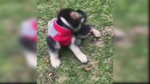 Baby_Dogs__Cute_and_Funny_Dog_Videos_Compilation_(1080p)