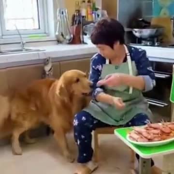 PETS NEVER LIE ABOUT LOVE-36 #shorts