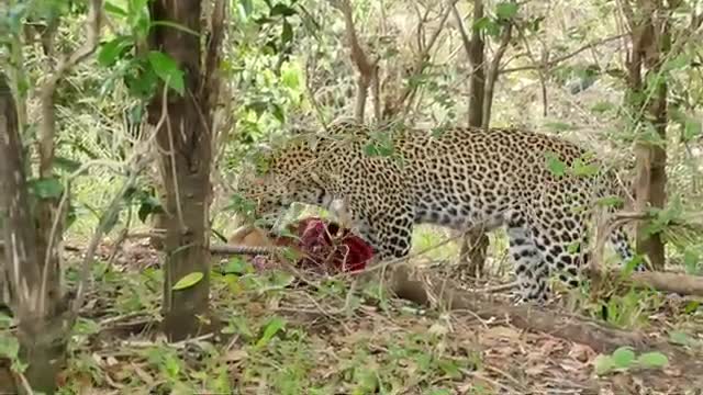 Leopard teching her cub how to enjoy a good meal