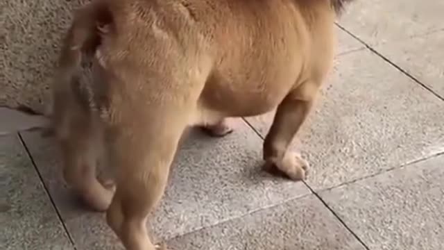 Funny dog video hahaha