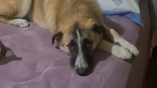 Dog and cat sleeping in one bed. Dog and cat friendship.
