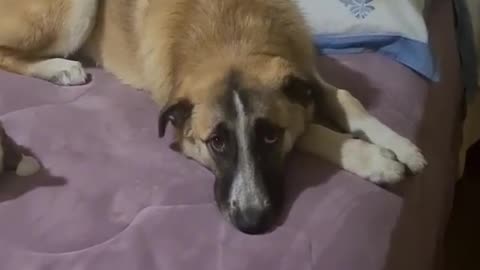 Dog and cat sleeping in one bed. Dog and cat friendship.