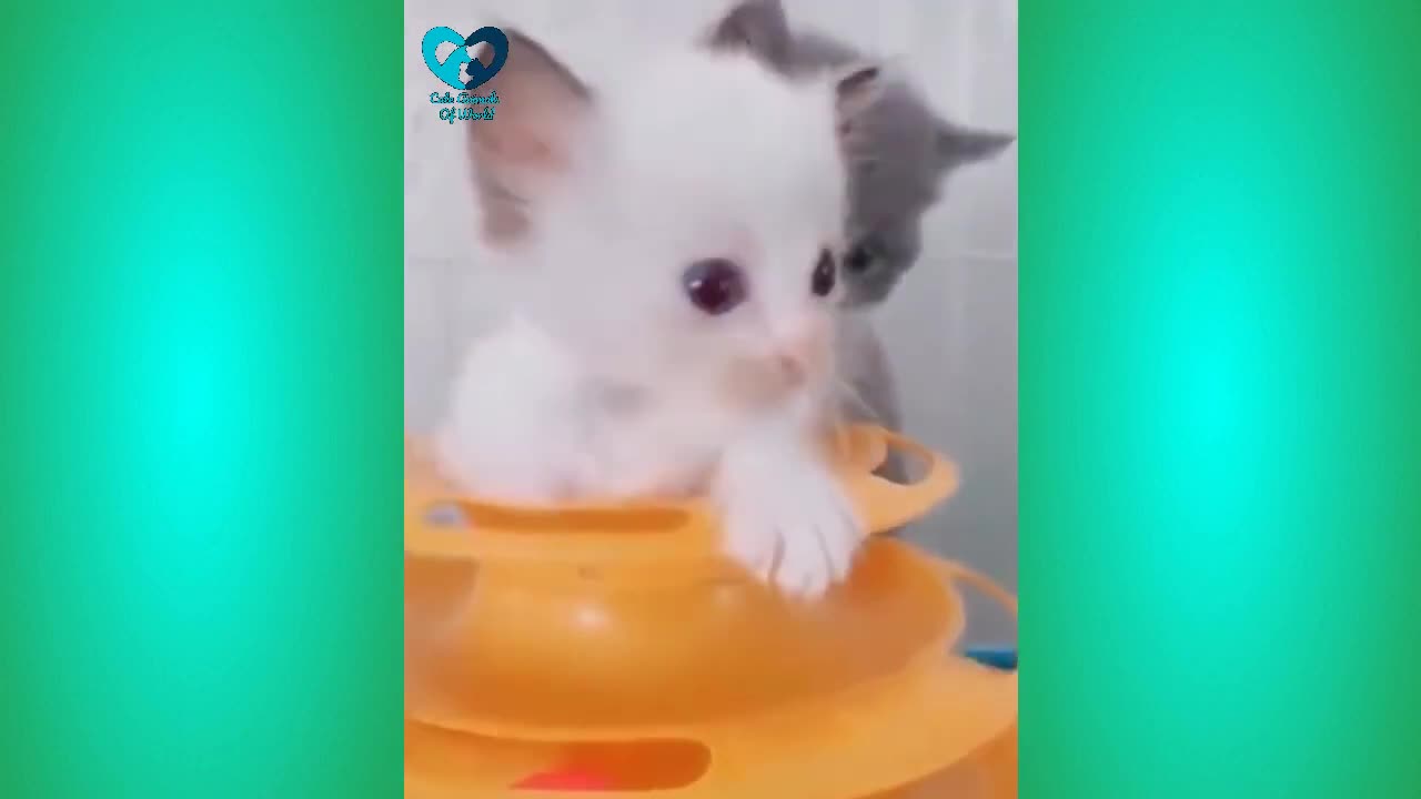 The Best Funny Cats Video __ Cute Animals Of World 2021 #0051#