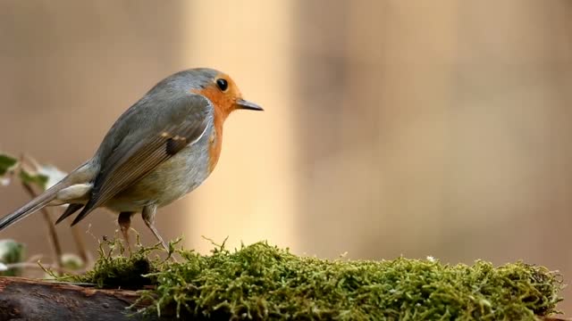 Very beautiful and cute bird