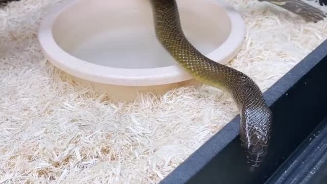 Weird Things that Happen at Snake Discovery