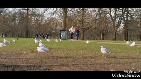 watch beautiful birds and relax