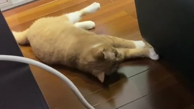 cat -