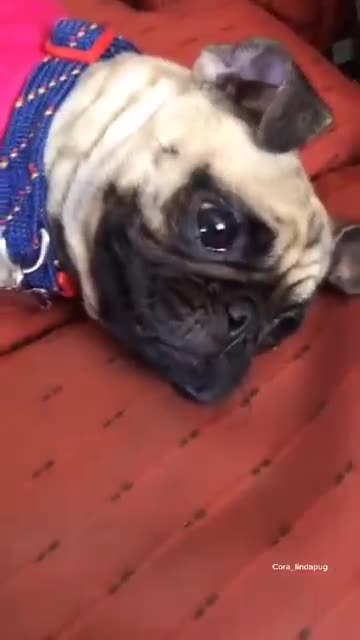 Ultimate Baby Dogs - Cute and Funny Dog Videos Compilation