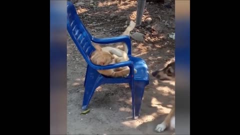 Time to laugh - BEST 2021 FUNNIEST ANIMALS VIDEO