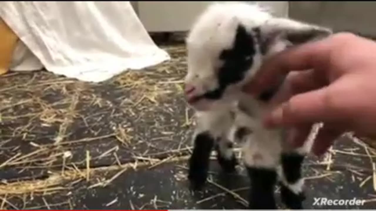 Cute little baby lamb is complaining so much