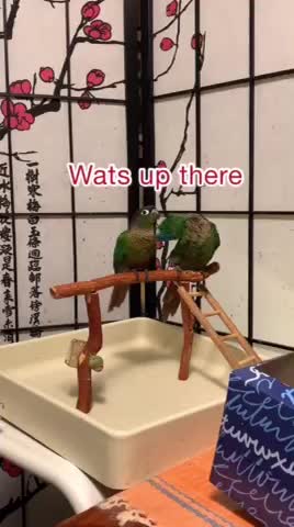 Conures Scare of ?