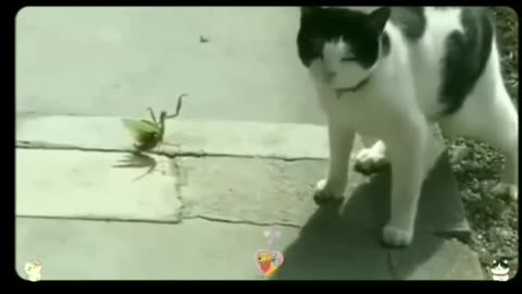 Cat funny video