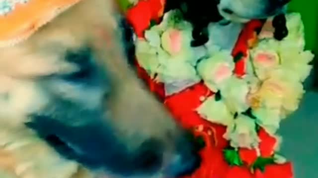 Funny Dogs video Marriage funny video